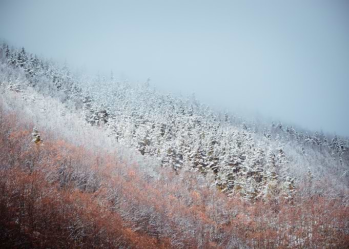 Frozen forest
