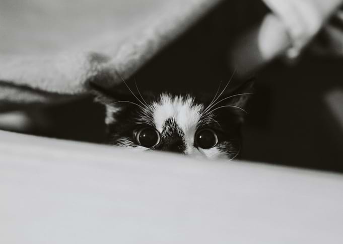 I see you