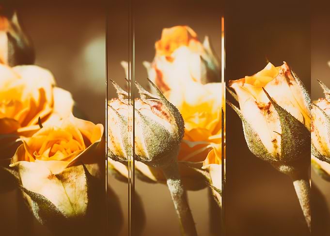 YELLOW ROSE