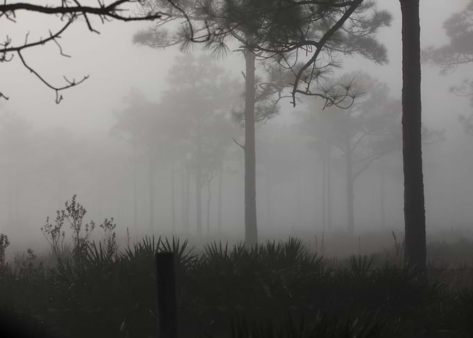Foggy Morning