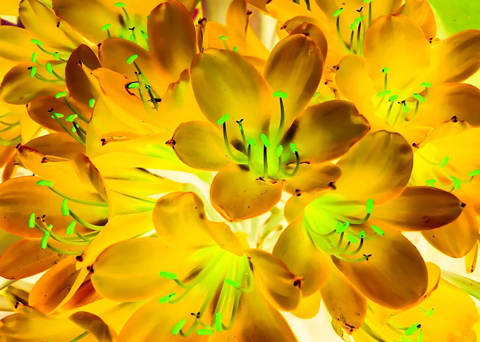 closeup yellow flowers