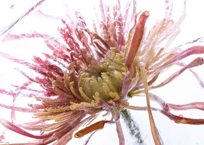 Chrysanthemum in ice 3