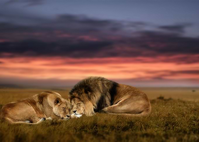 Love Unbound
