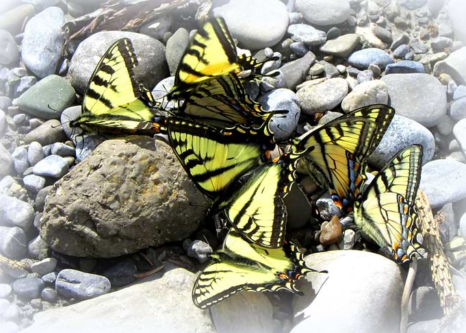 Butterfly Feast