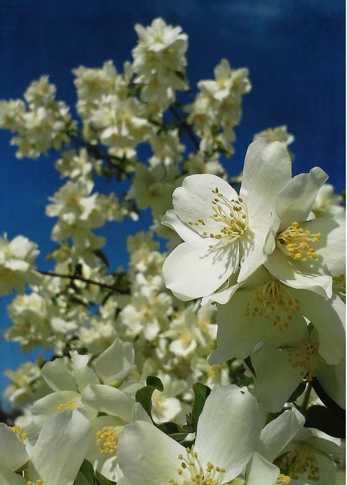 Spring Bloom