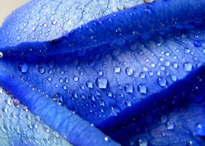 Blue Rose