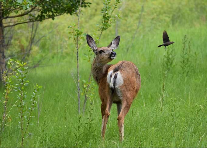 Deer Moment