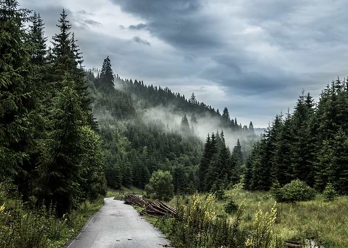 Forest