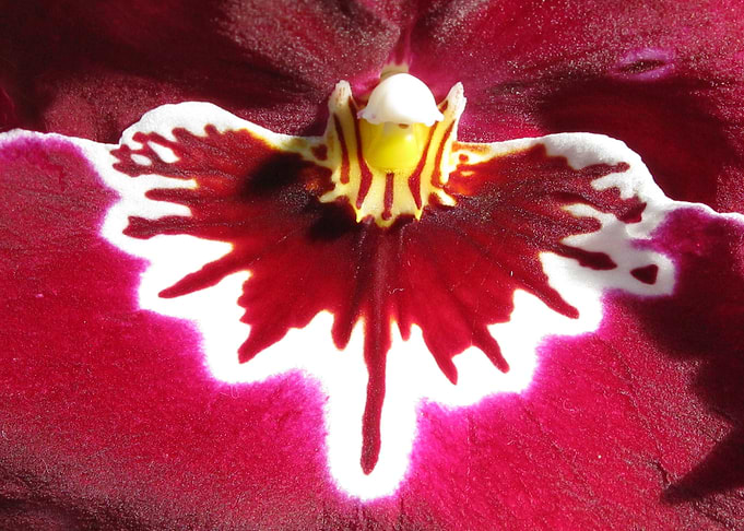 Orchid Heart