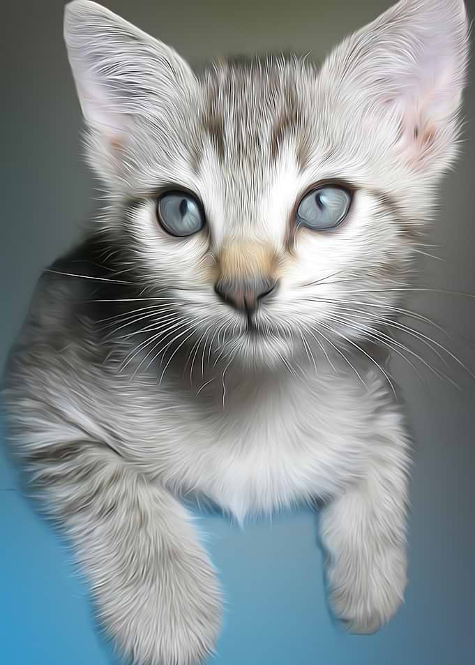 Leo the cat