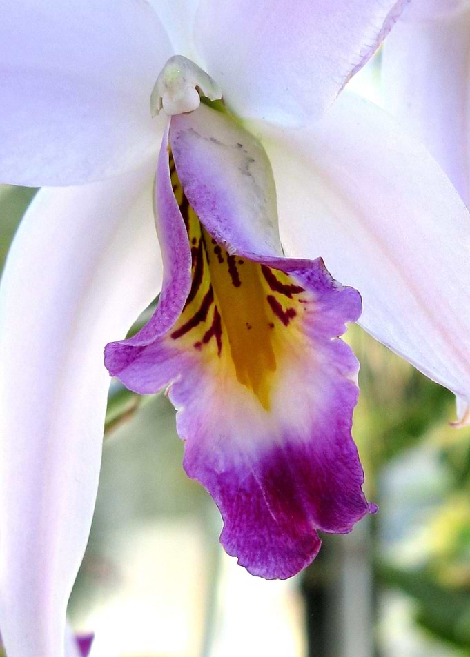 Orchid Poem