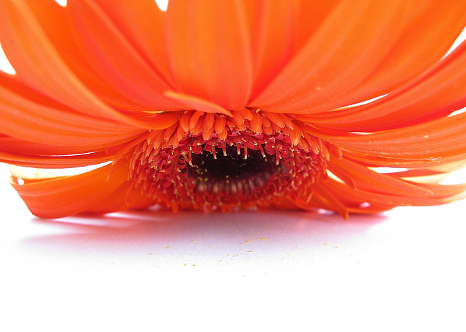 Humble Petals