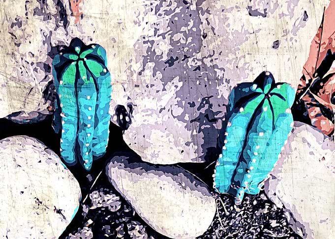 green cactus