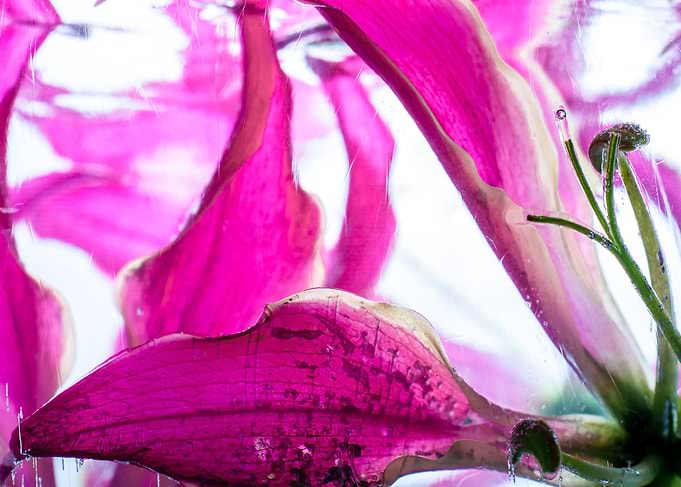 Gloriosa in ice 2