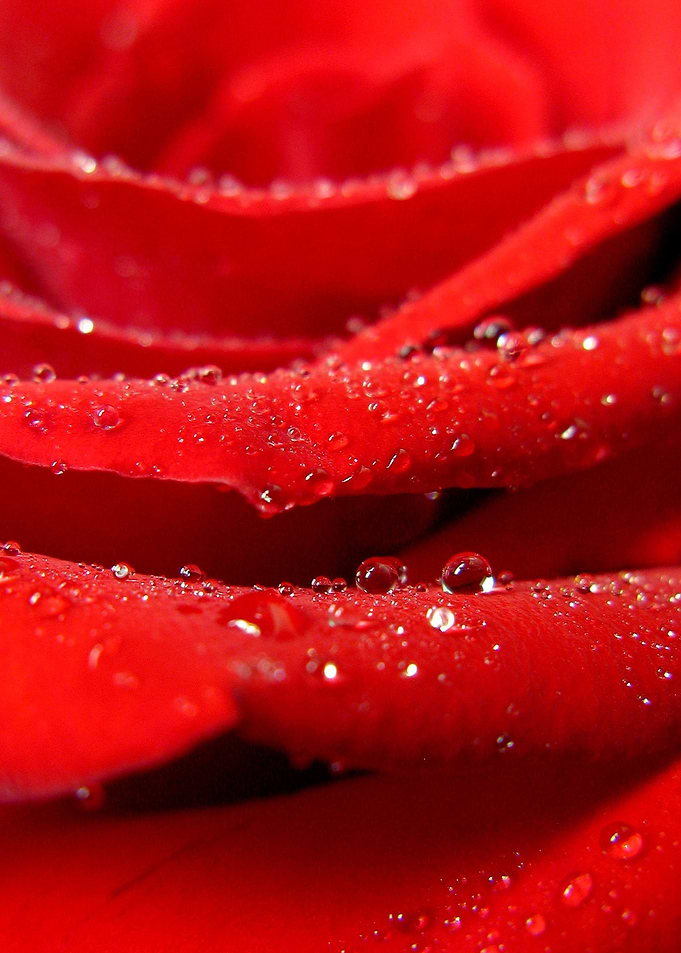 Total Red