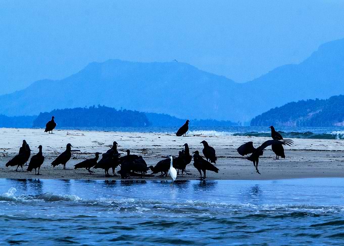Vultures and Egret