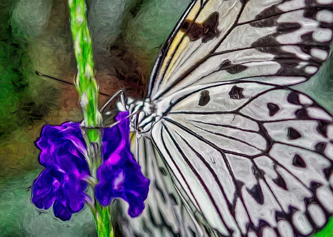 Black White and Purple