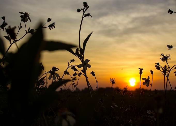 The Sun