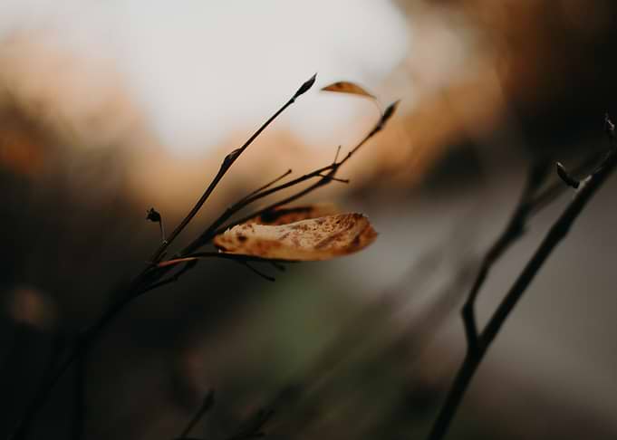 Leaves closeup