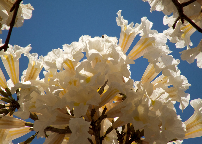 White Ipe Blossoms