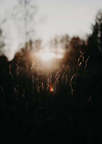 Moody sunrays