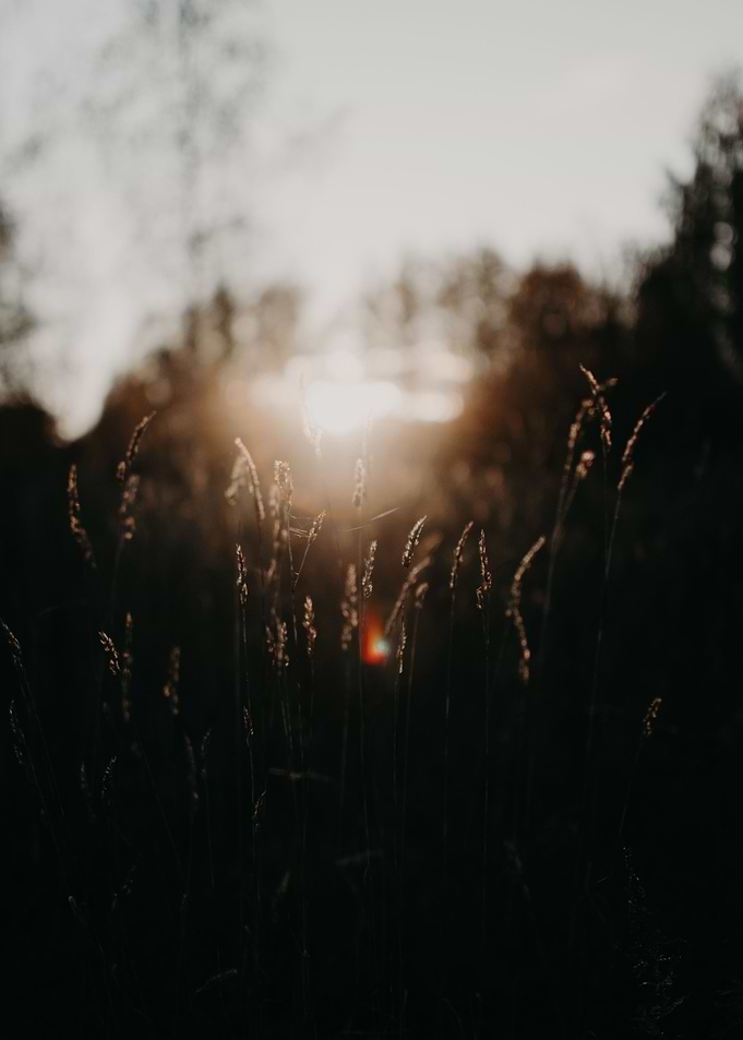 Moody sunrays