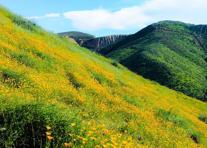 poppy flower field
