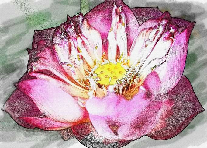 Blooming Lotus