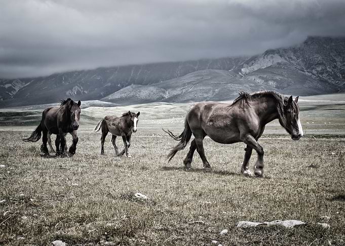 Three Horses