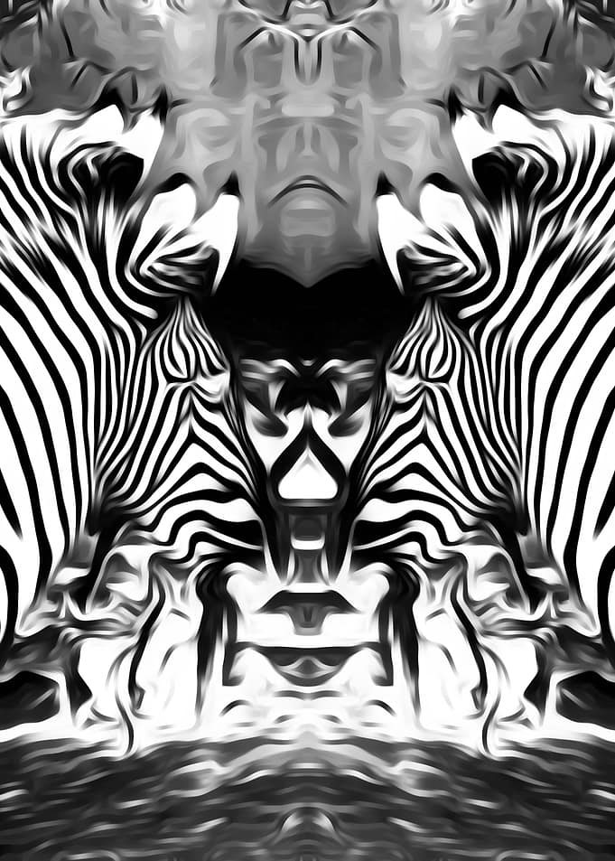 zebra in black and white