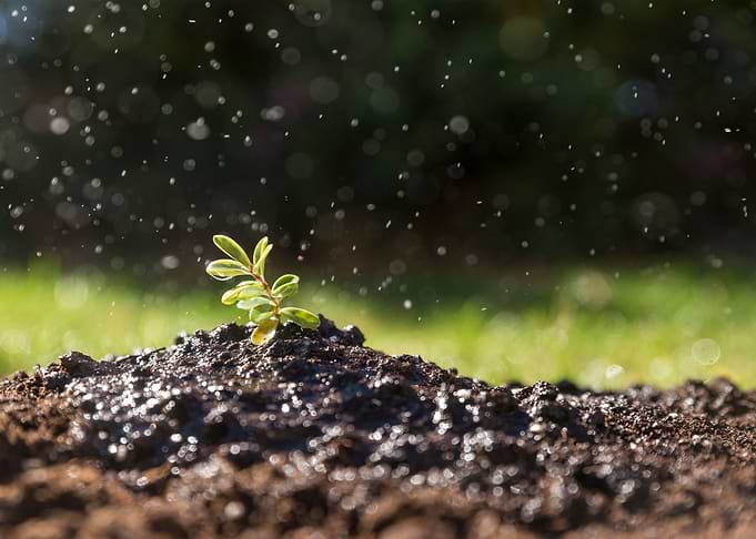 Freshly watered plant