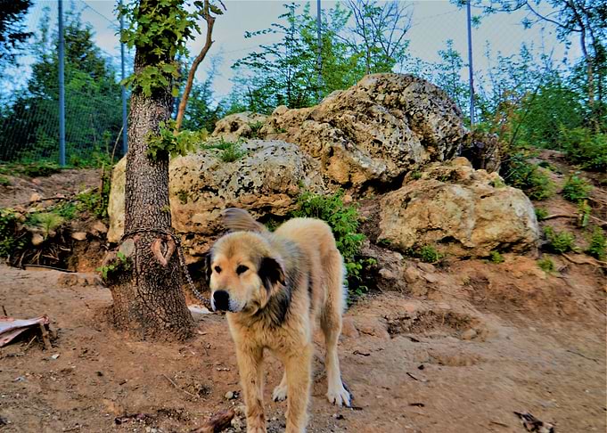 Doggy