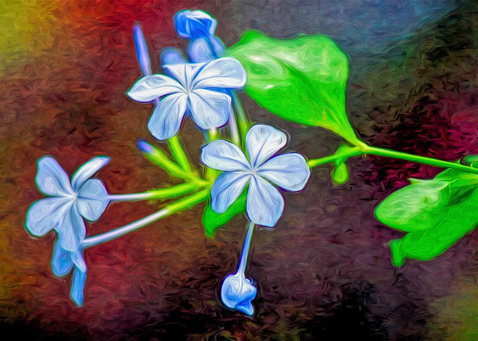 Pretty Blue Flowers