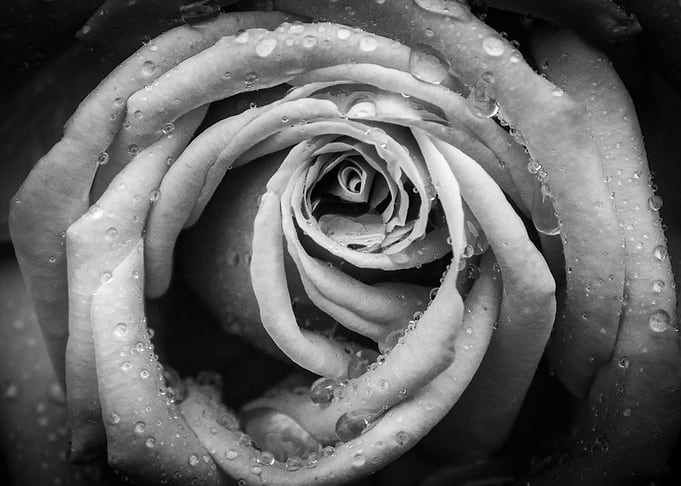 Beauty in the Rain