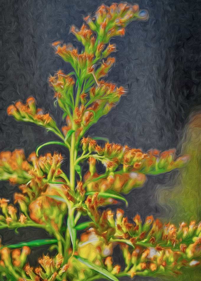 Giant Goldenrod