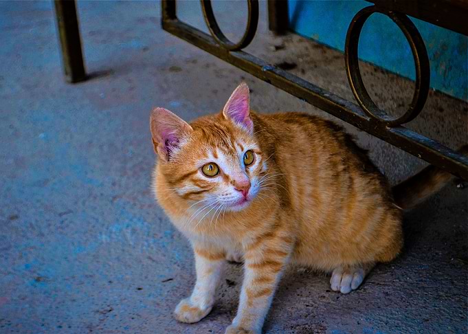 Yellow Cat