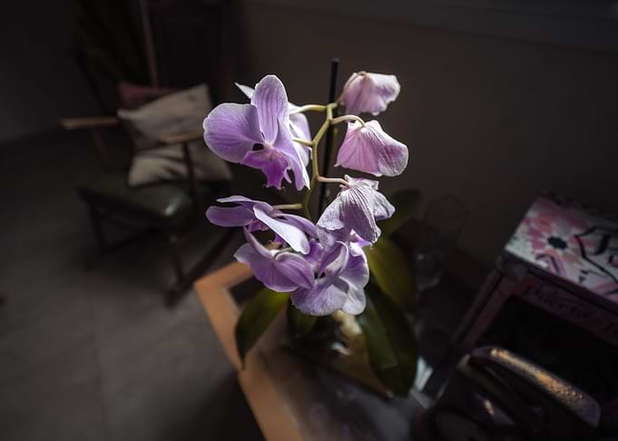 Pink flowers
