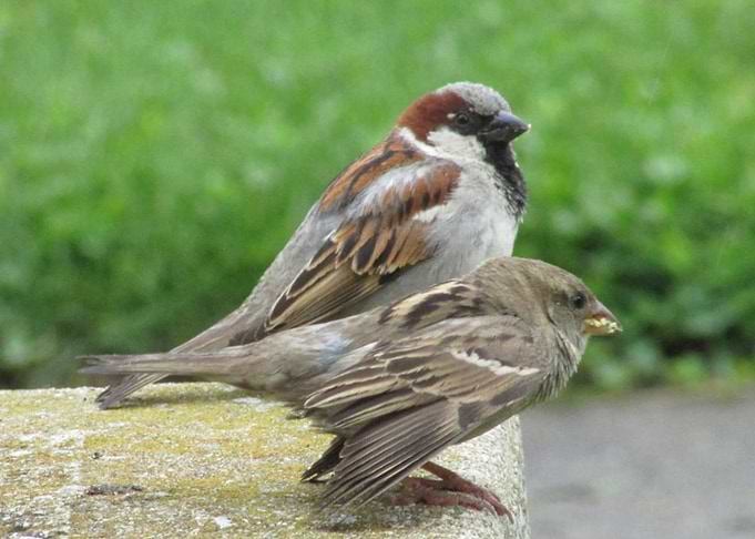 Birds
