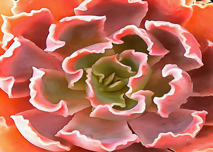 Living Coral Succulent