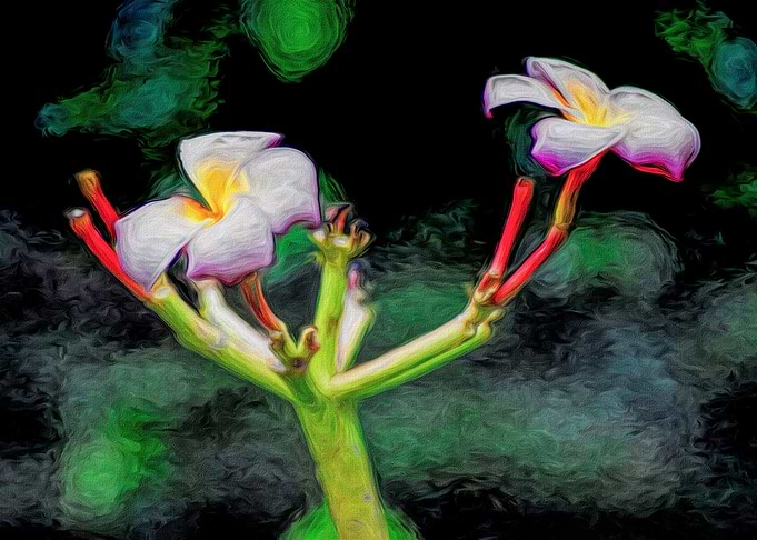 Vibrant Jasmine Flowers