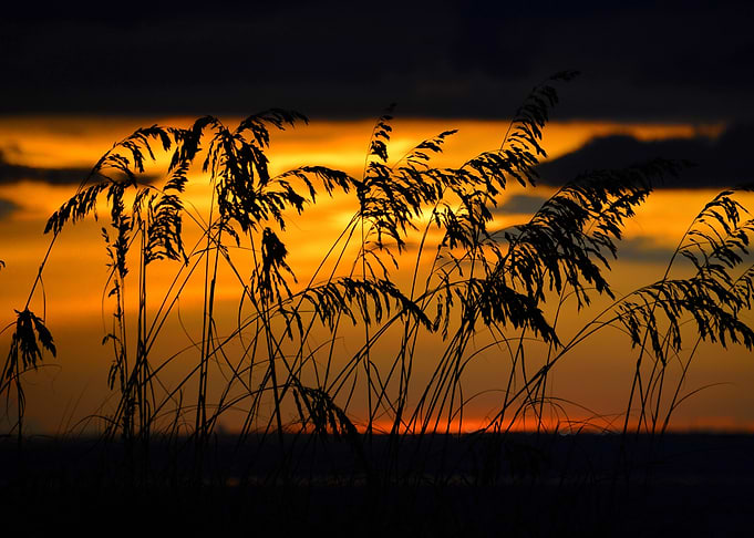 Sea Oats at Sunset