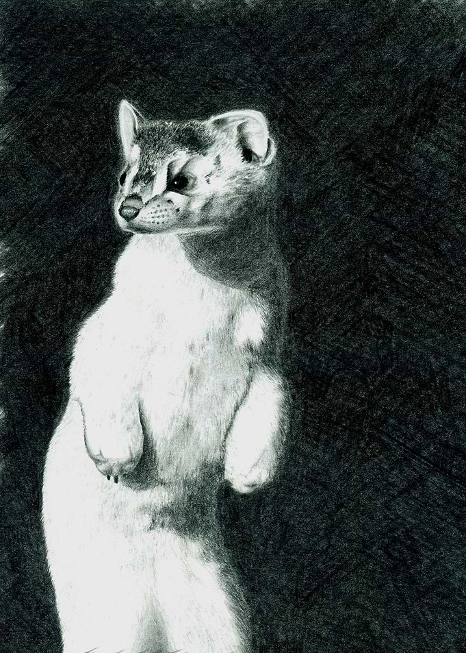 ermine