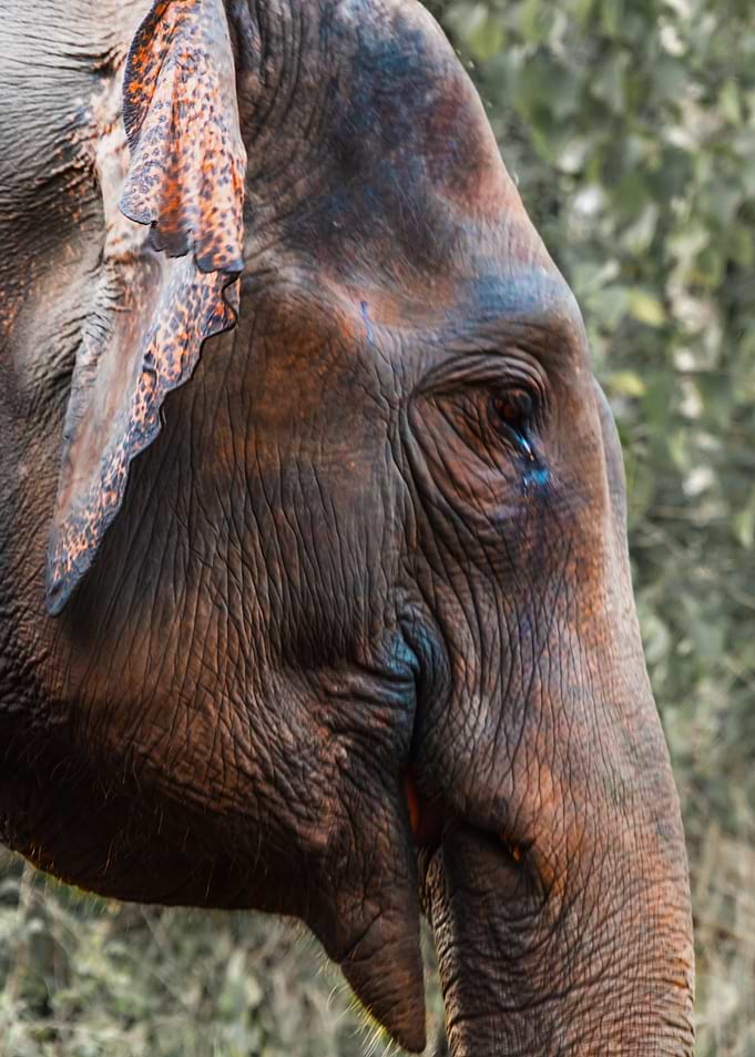 Elephant Head in Thailand