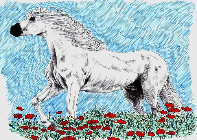 white horse