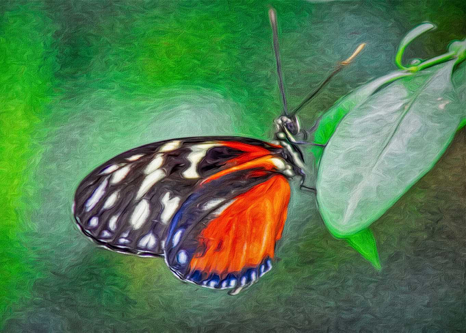 Tiger Longwing Butterfly