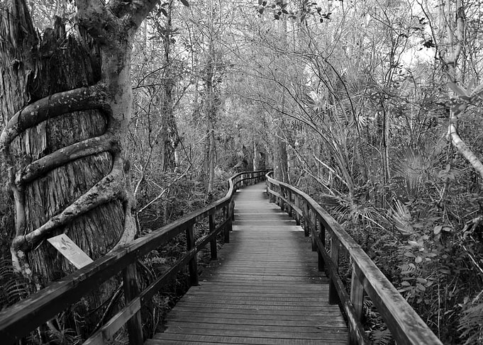 Fakahatchee strand Florida