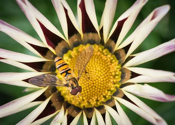Hoverflys Honey