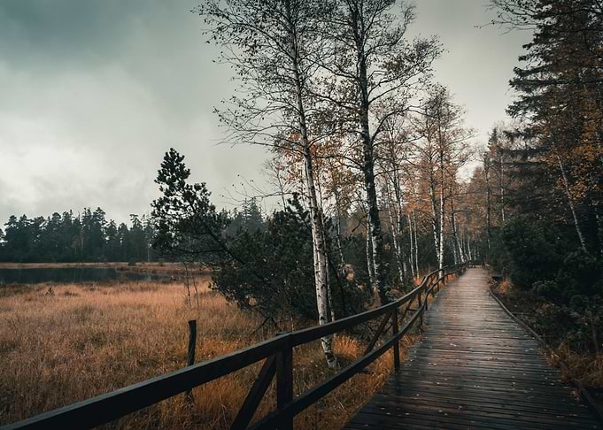 Wooden Path
