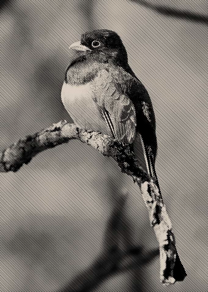 Birdy Livin