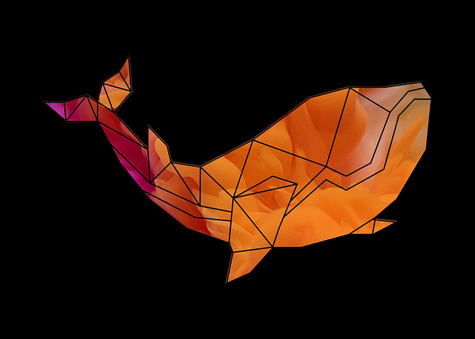 whale illustration